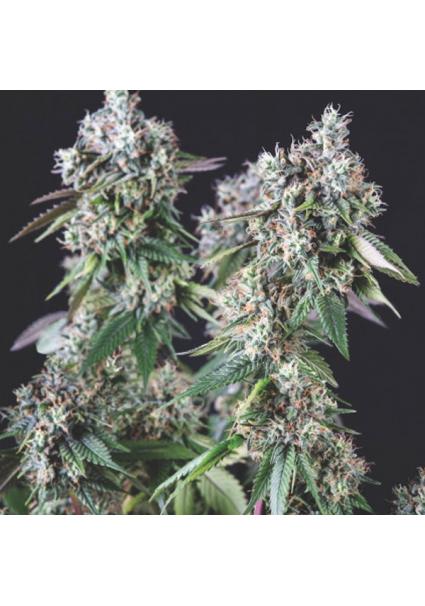 Mendocino Purple Kush