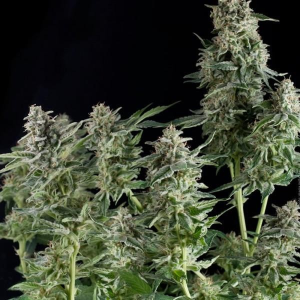Northern Ligths CBD fem. Pyramid Seeds