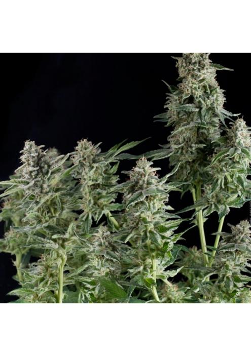 Northern Ligths CBD fem. Pyramid Seeds