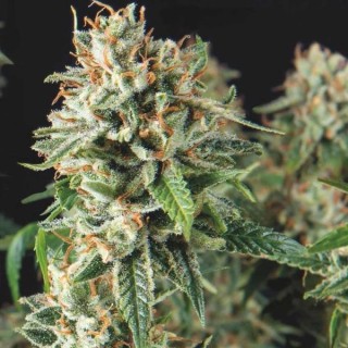 Super OG Kush Fast
