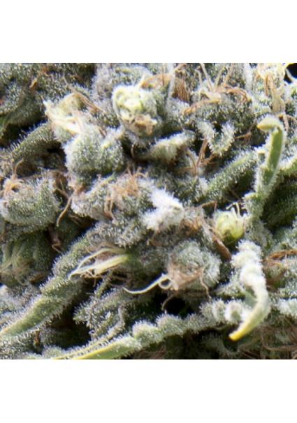 White Widow CBD fem....