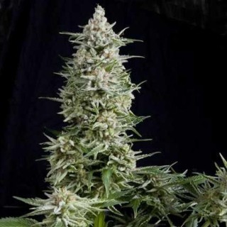 Amnesia Gold  7 u. Reg. Pyramid Seeds