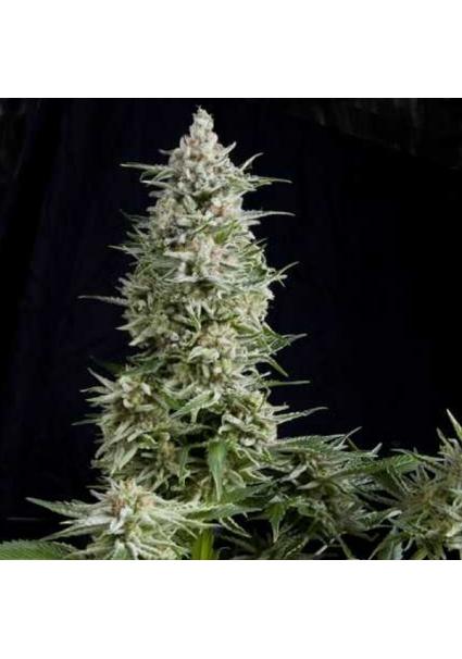 Amnesia Gold  7 u. Reg....