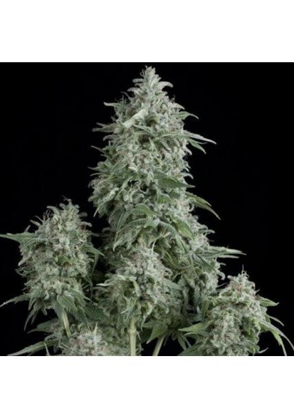 Anubis  7 u. Reg. Pyramid...