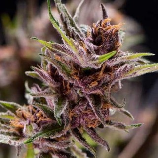 Black Cherry Punch  7 u. Reg. Pyramid Seeds