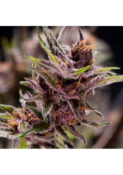 Black Cherry Punch  7 u....