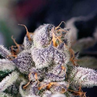 Cookies USA  7 u. Reg. Pyramid Seeds