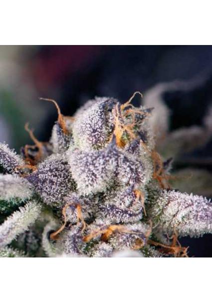 Cookies USA  7 u. Reg....