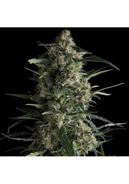 Galaxy  7 u. Reg. Pyramid...