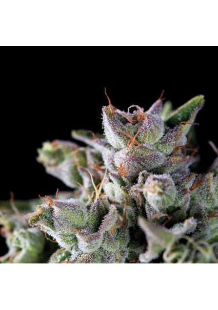 Gorila 7 u. Reg. Pyramid Seeds