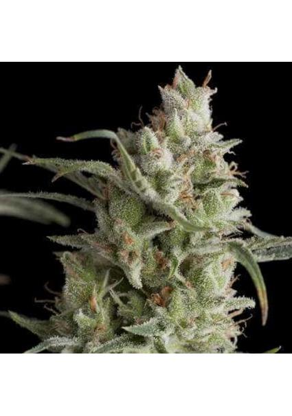 Super OG Kush  7 u. Reg....