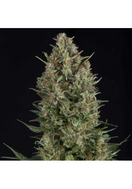 Wembley   7 u. Reg. Pyramid...