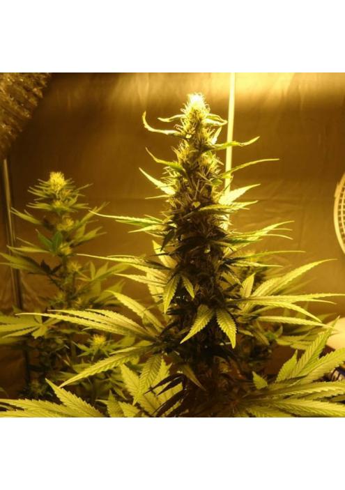 AK 48 - 10 u. reg. Nirvana