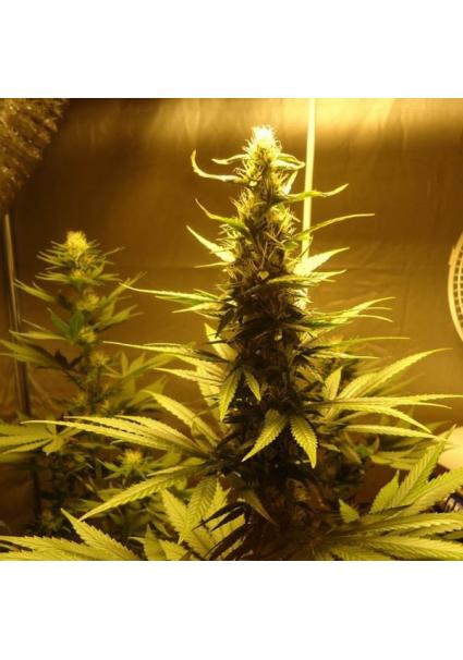 AK 48 - 10 u. reg. Nirvana