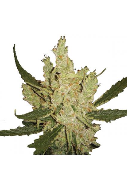 Amnesia 10 u. reg. Nirvana