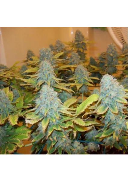 Aurora Indica 10 u. reg....