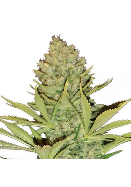 Big Bud 10 u. reg. Nirvana