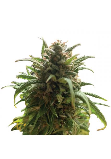 Blue Dream 10 u. reg. Nirvana