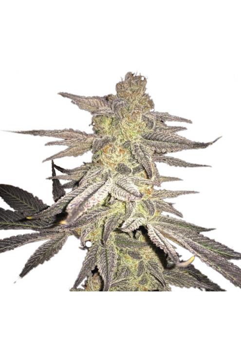 Blueberry 10 u. reg. Nirvana