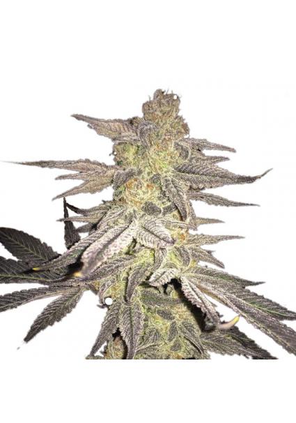 Blueberry 10 u. reg. Nirvana