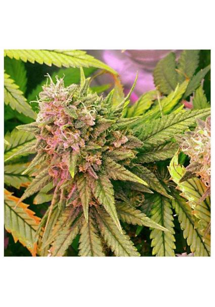 Bubblelicious 10 u. reg....