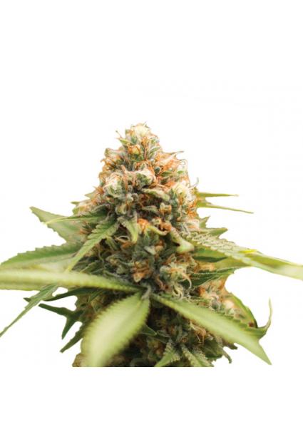 Durban Poison 10 u. reg....