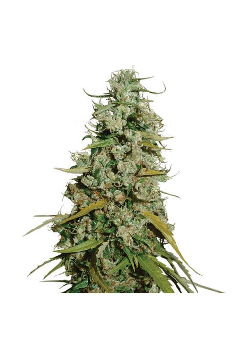 Hawaii Maui Waui 10 u. reg. The Sativaseed Bank