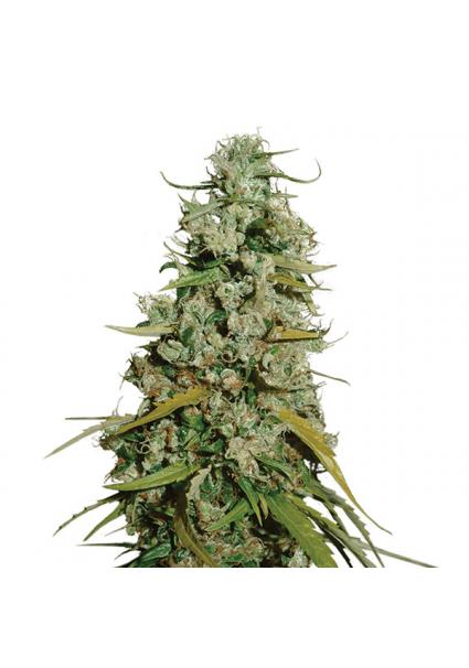 Hawaii Maui Waui 10 u. reg....