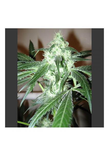 Ice 10 u. reg. Nirvana