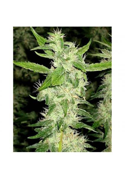 Jock Horror 10 u. reg.  The...