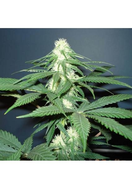 Master Kush 10 u. reg. Nirvana