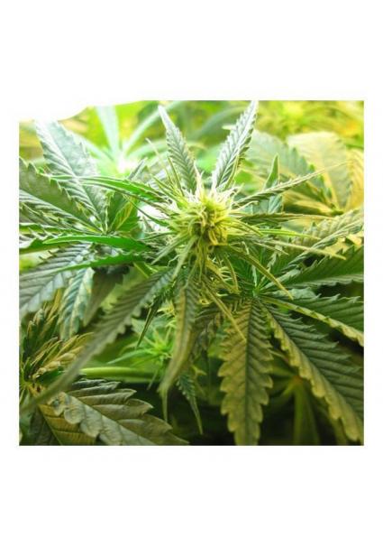 Northern Lights 10 u. reg....