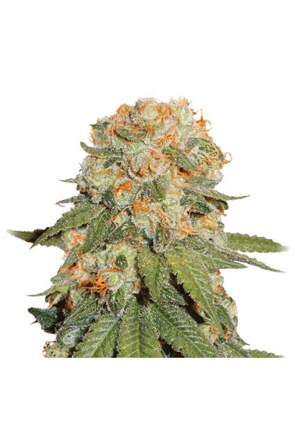 Orange Bud 10 u. reg. Nirvana