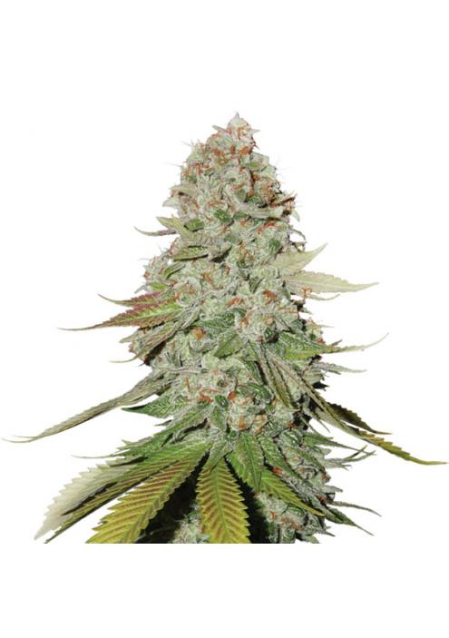 Original Glue 10 u. reg. Nirvana