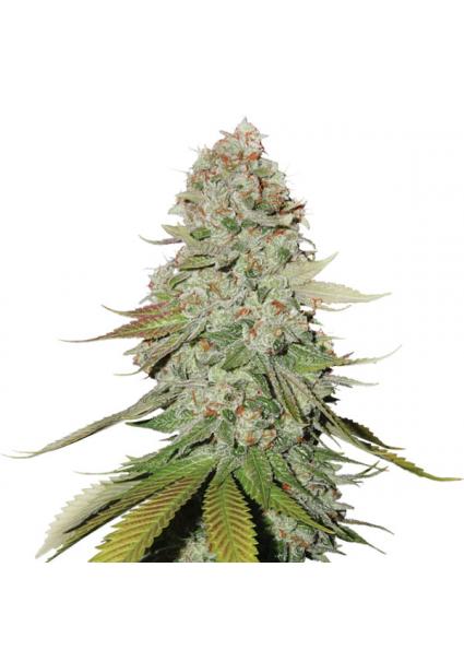 Original Glue 10 u. reg....