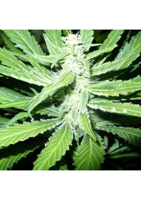 Pure Power Plant 10 u. reg. Nirvana