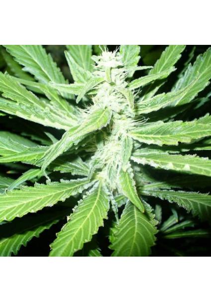 Pure Power Plant 10 u. reg....