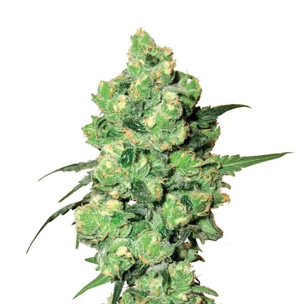 Skunk Nº 1 10 u. reg. Nirvana