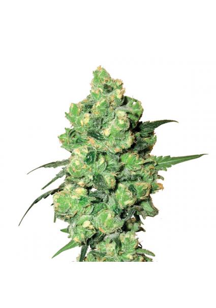 Skunk Nº 1 10 u. reg. Nirvana