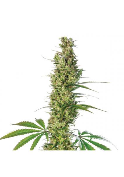 Super Silver Haze 10 u....