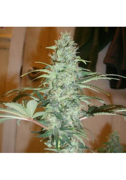 Super Skunk 10 u. reg. Nirvana