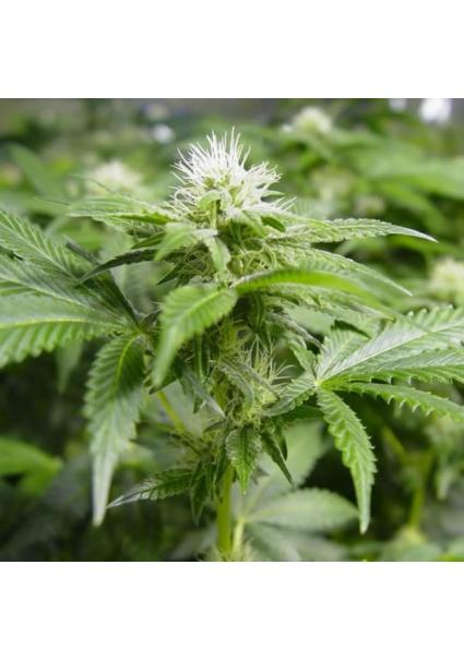 White Widow 10 u. reg. Nirvana