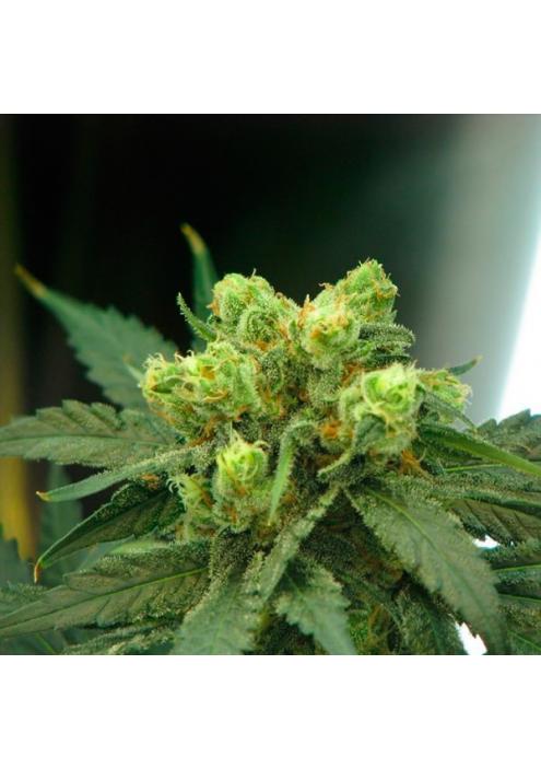 Wonder Woman 10 u. reg. Nirvana