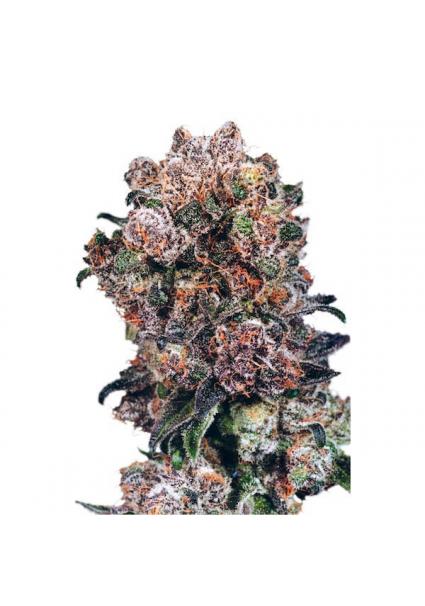 Blueberry 10 u. reg. Dutch...