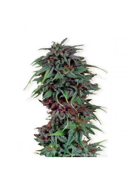 Durban Poison 10 u. reg....