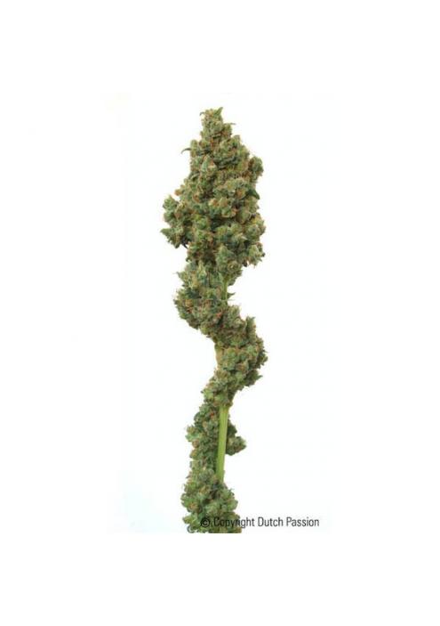 Euforia 10 u. reg. Dutch Passion