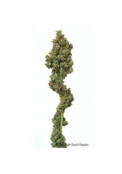 Euforia 10 u. reg. Dutch...