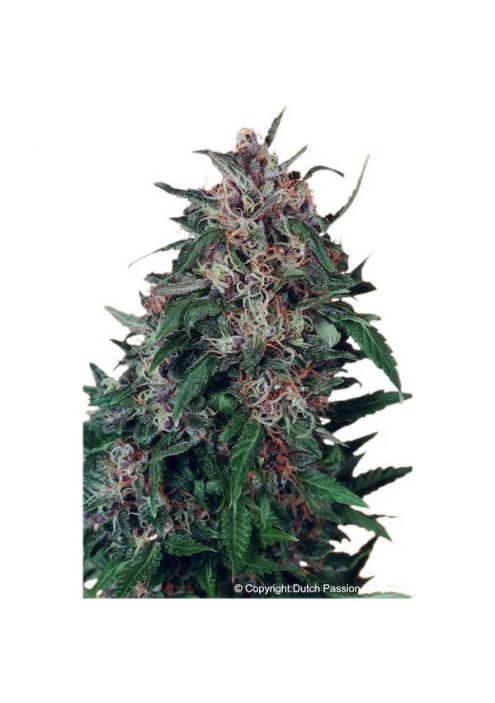 Hollands Hope 10 u. reg. Dutch Passion