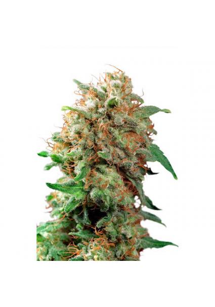 Mazar 10 u. reg. Dutch Passion