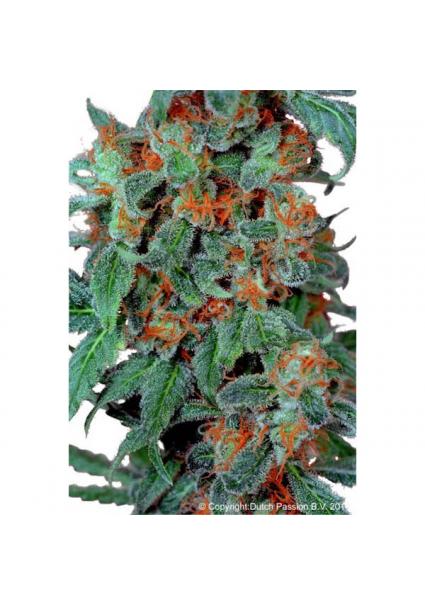 Orange Bud 10 u. reg. Dutch...